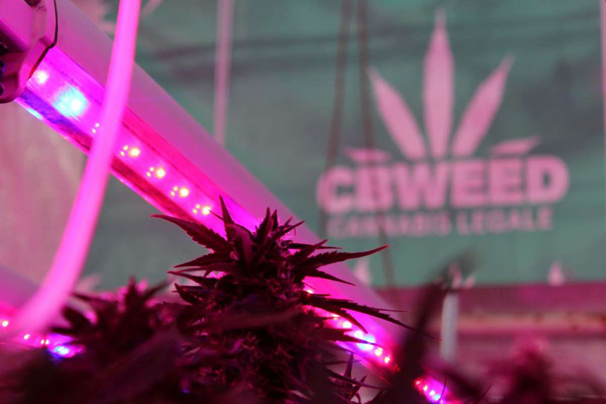 Meet our Expert Cannabis Growers - CBWeed from Italy now in Cyprus